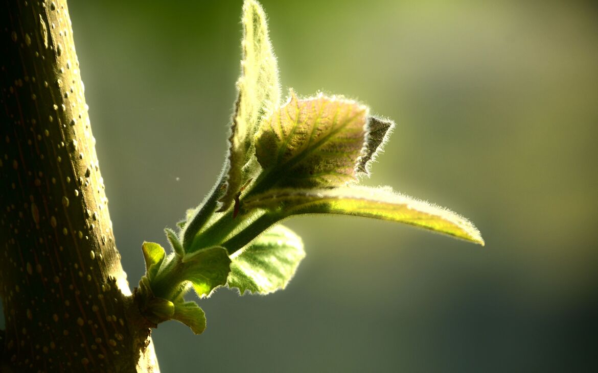 Frühling Unsplash